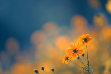 保护环境的小知识